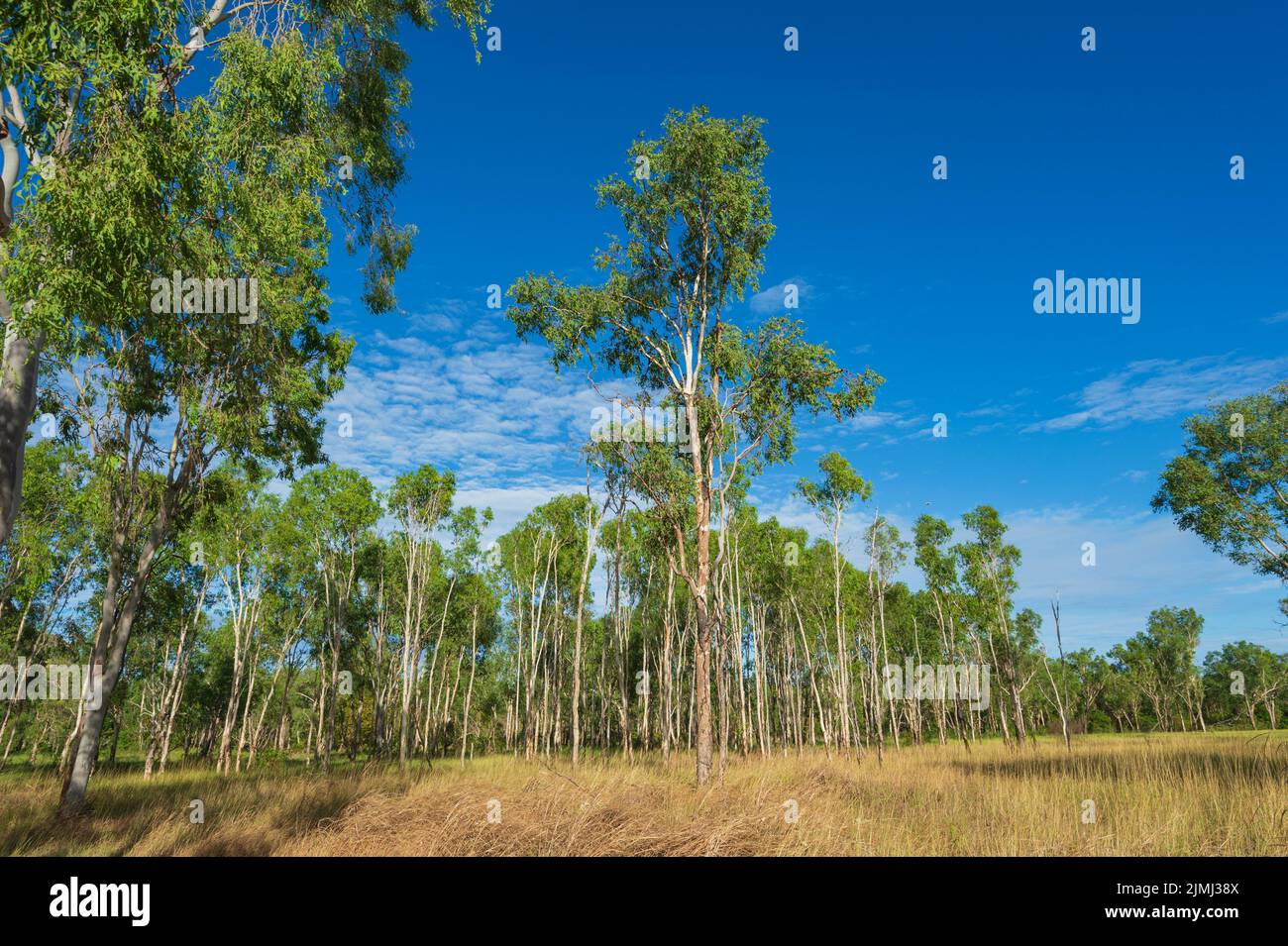 Vue panoramique sur la savane avec des gommiers à la frontière du parc national de Kakadu et de la terre d'Arnhem, territoire du Nord, Australie Banque D'Images