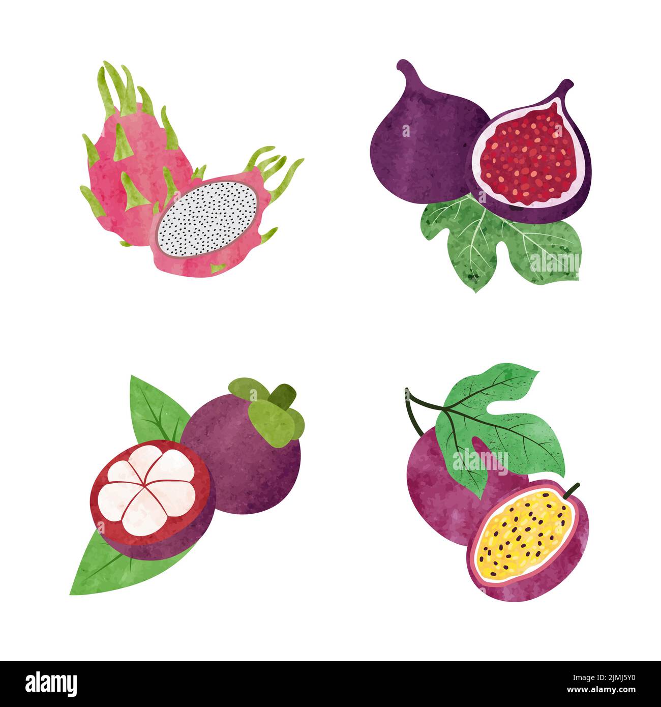 Ensemble de fruits exotiques. Illustration vectorielle aquarelle du fruit de la passion, du mangoustan, de la figue et du fruit du dragon. Illustration de Vecteur