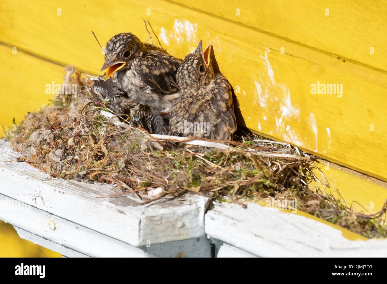 Nuits.Poussins dans le nid avec leurs becs ouverts.Luscinia Banque D'Images