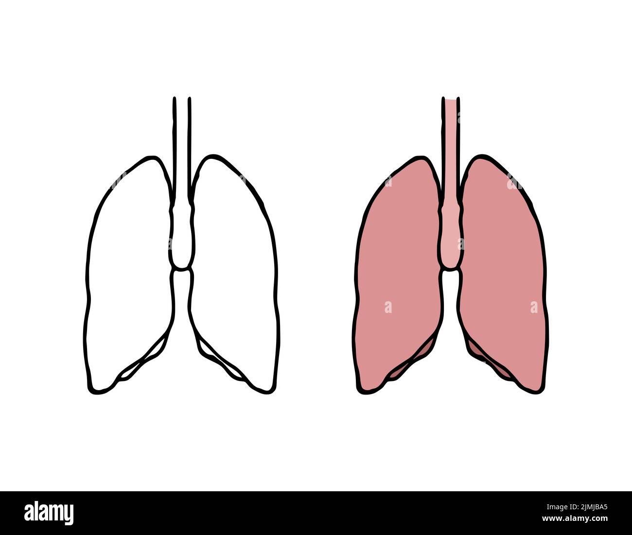 Illustration du vecteur de l'oeddle des poumons. Organe interne humain de style dessiné à la main Banque D'Images