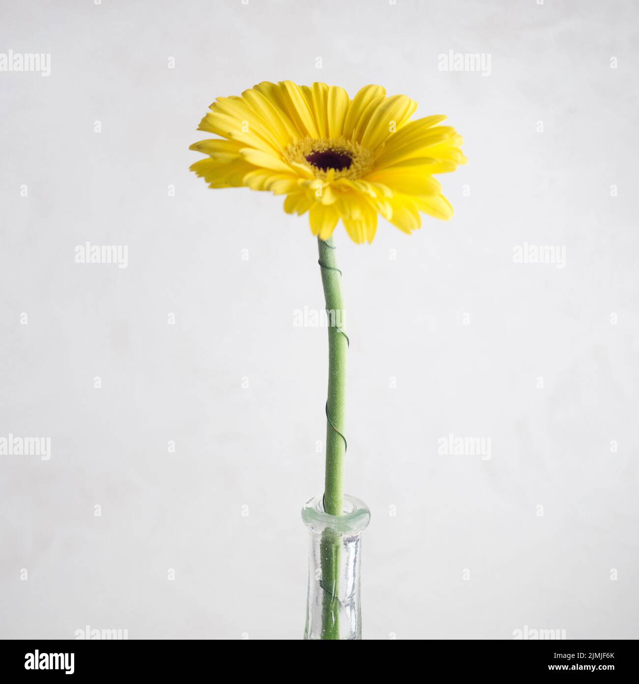 Vase à fleur jaune simple Banque D'Images