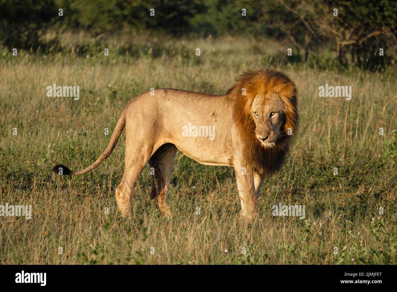 Lion mâle et femelle pendant le coucher du soleil dans la réserve de gibier de Thanta en Afrique du Sud Kwazulu Natal Banque D'Images