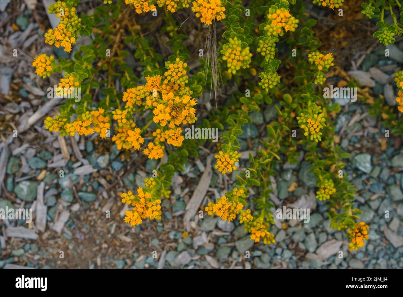 Fleur de sarrasin sauvage, ou fleur de soufre, en fleur sur la plage, Eriogonum umbellatum. Il est originaire de l'ouest de l'Amérique du Nord, de la Californie à Colora Banque D'Images
