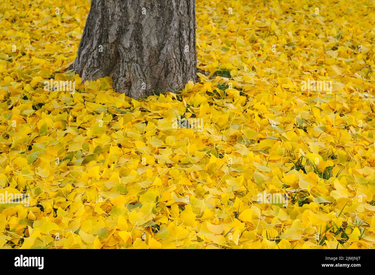 Feuilles de ginkgo d'automne tombées Banque D'Images