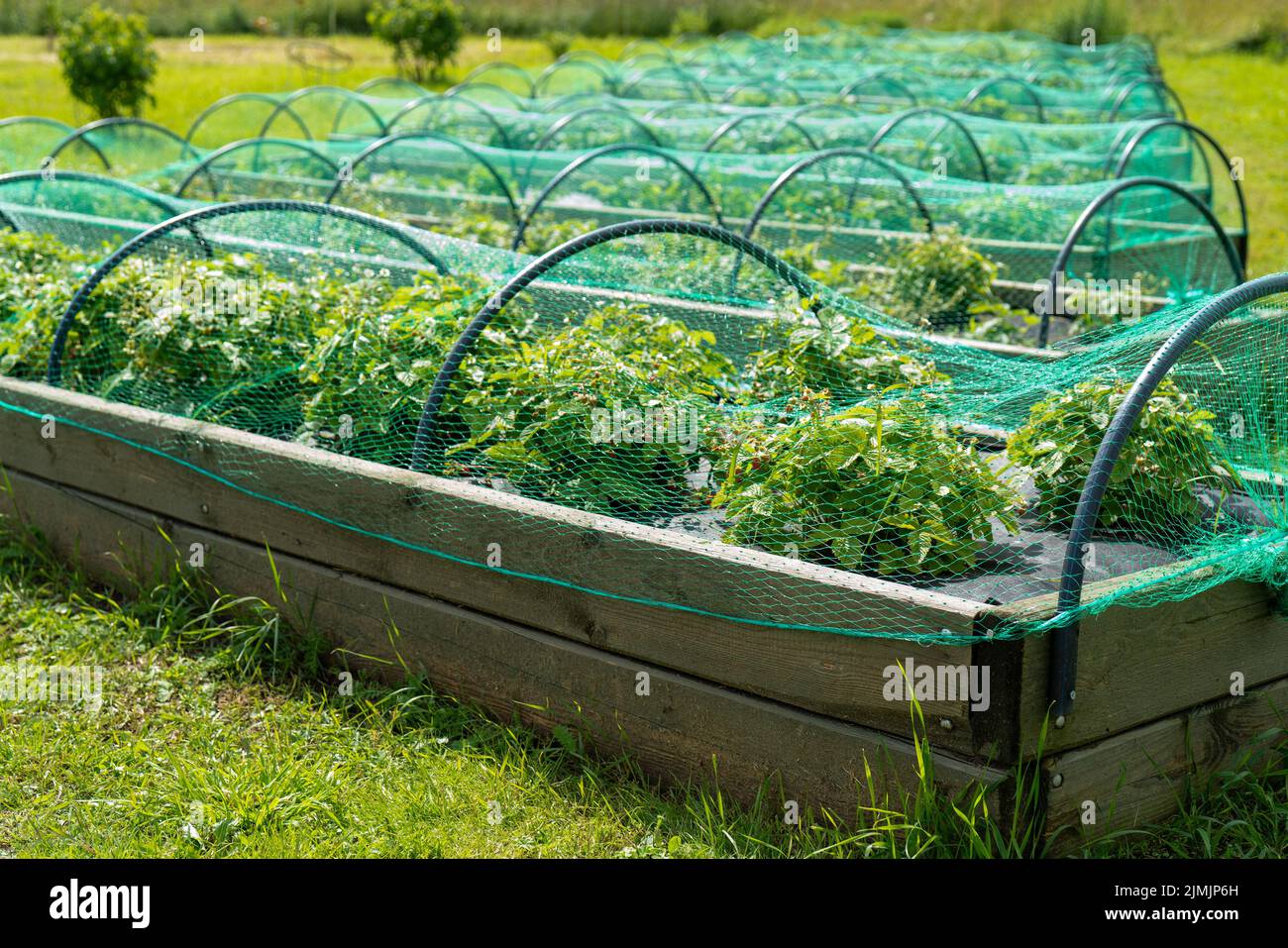 Fraises fruits dans le jardin, sous le filet. La récolte d'été. Banque D'Images