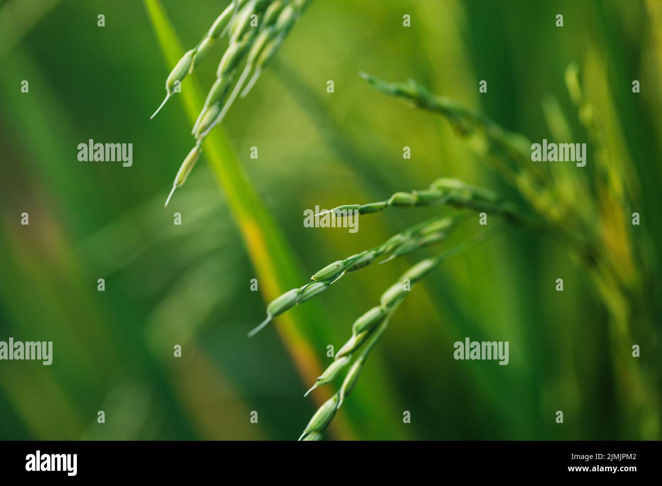 Jeunes plants de riz vert sur le terrain Banque D'Images