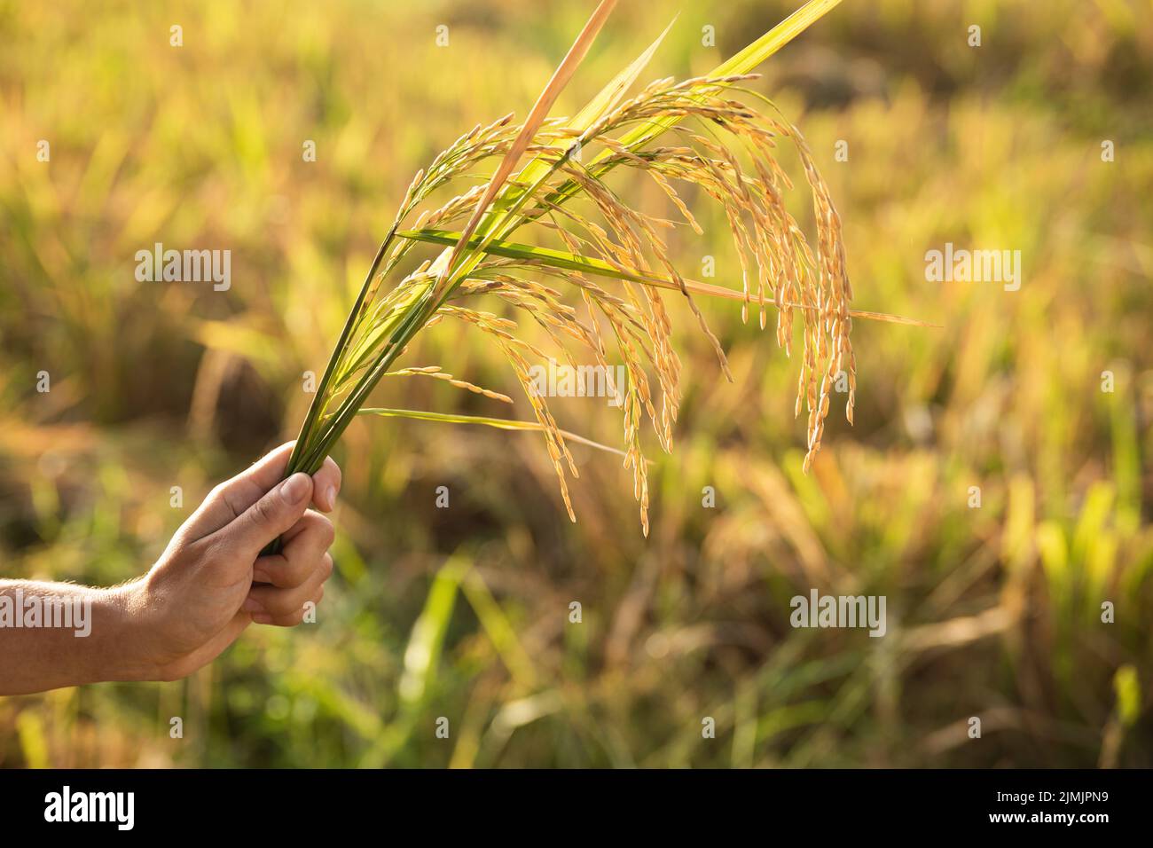 Main femelle avec une plante de riz avec des céréales Banque D'Images