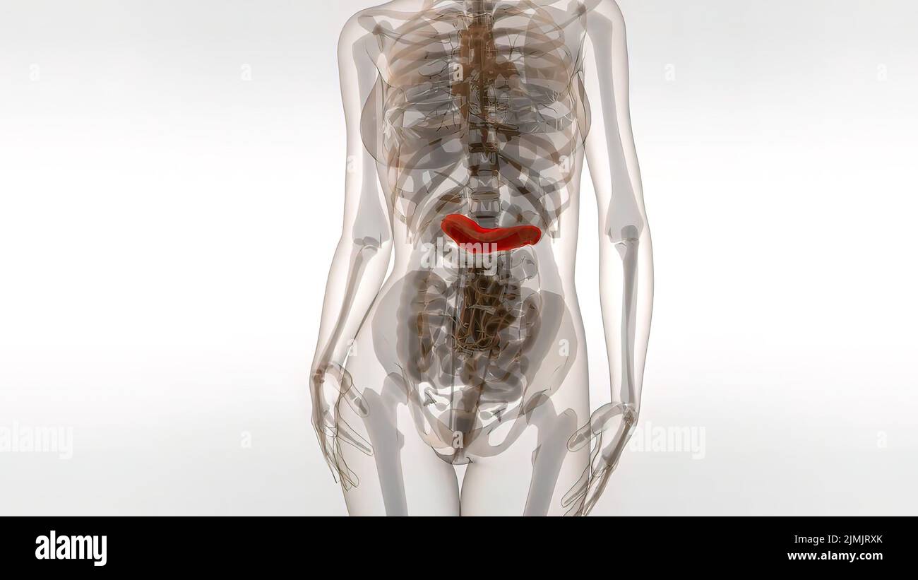 Human pancreas Banque de photographies et d’images à haute résolution ...
