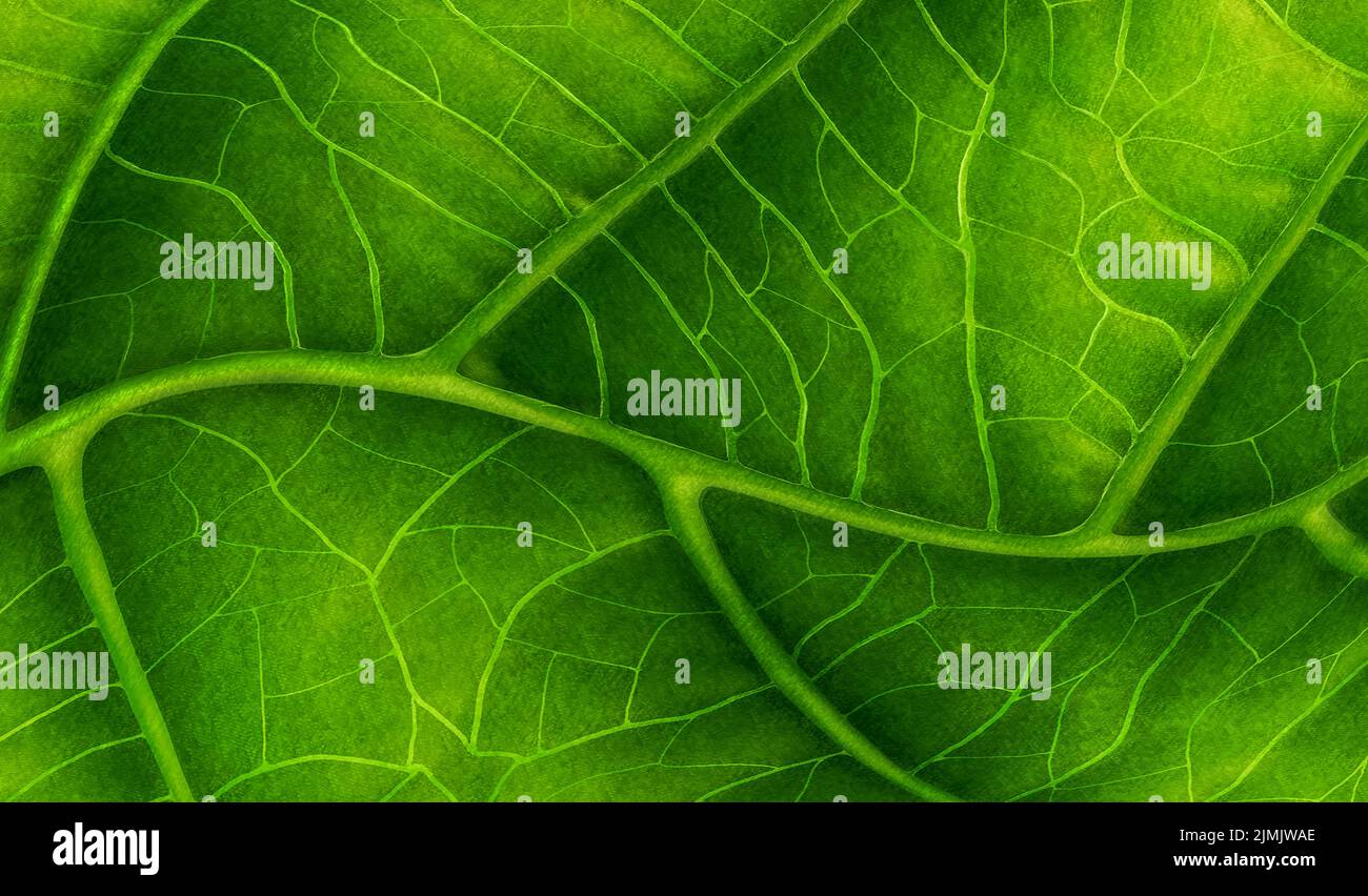 Green Leaf gros plan Banque D'Images