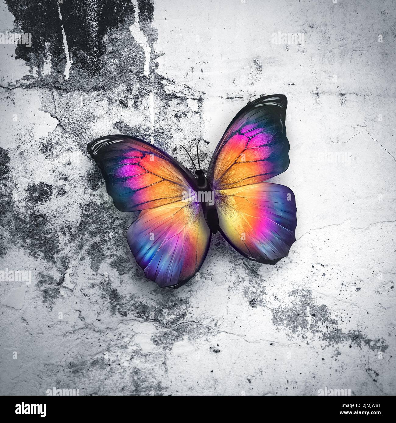 Magnifique papillon sur le mur Banque D'Images