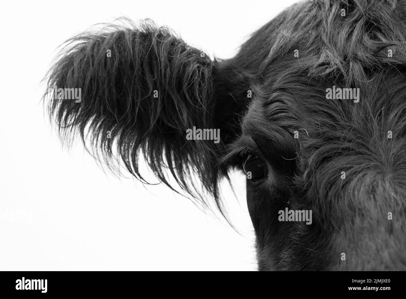 Vache de bœuf Angus de Nouvelle-Zélande. Gros plan des yeux et de la tête en noir et blanc. Banque D'Images