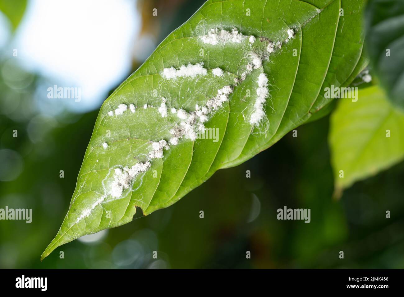 Champignons sur les feuilles en vue rapprochée. Poudre blanche sur la feuille Banque D'Images