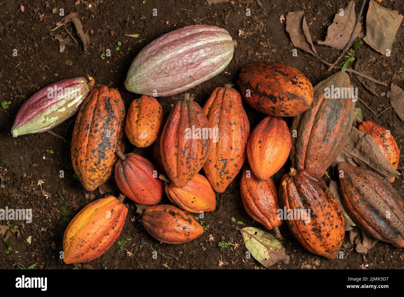 Le gousse de cacao de couleur orange repose sur le sol au-dessus de la vue Banque D'Images