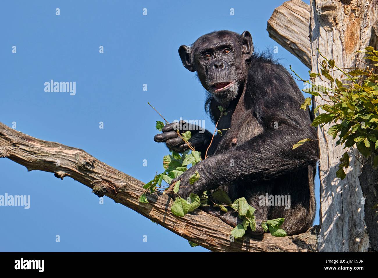 Chimpanzé d'Afrique de l'Ouest (Pan troglodytes verus). Banque D'Images