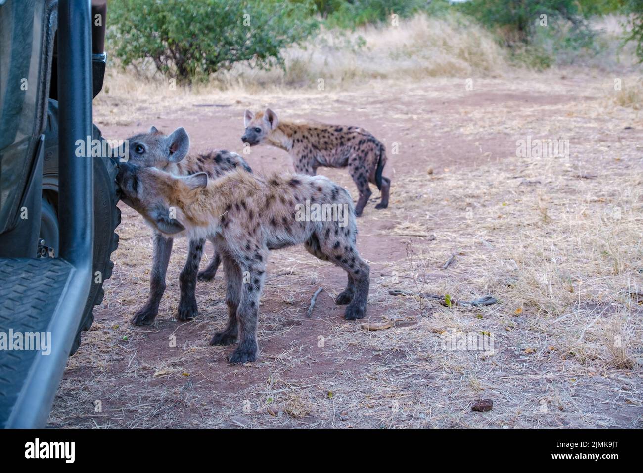 Jeune hyena dans le parc national Kruger Afrique du Sud, famille Hyena en Afrique du Sud Banque D'Images