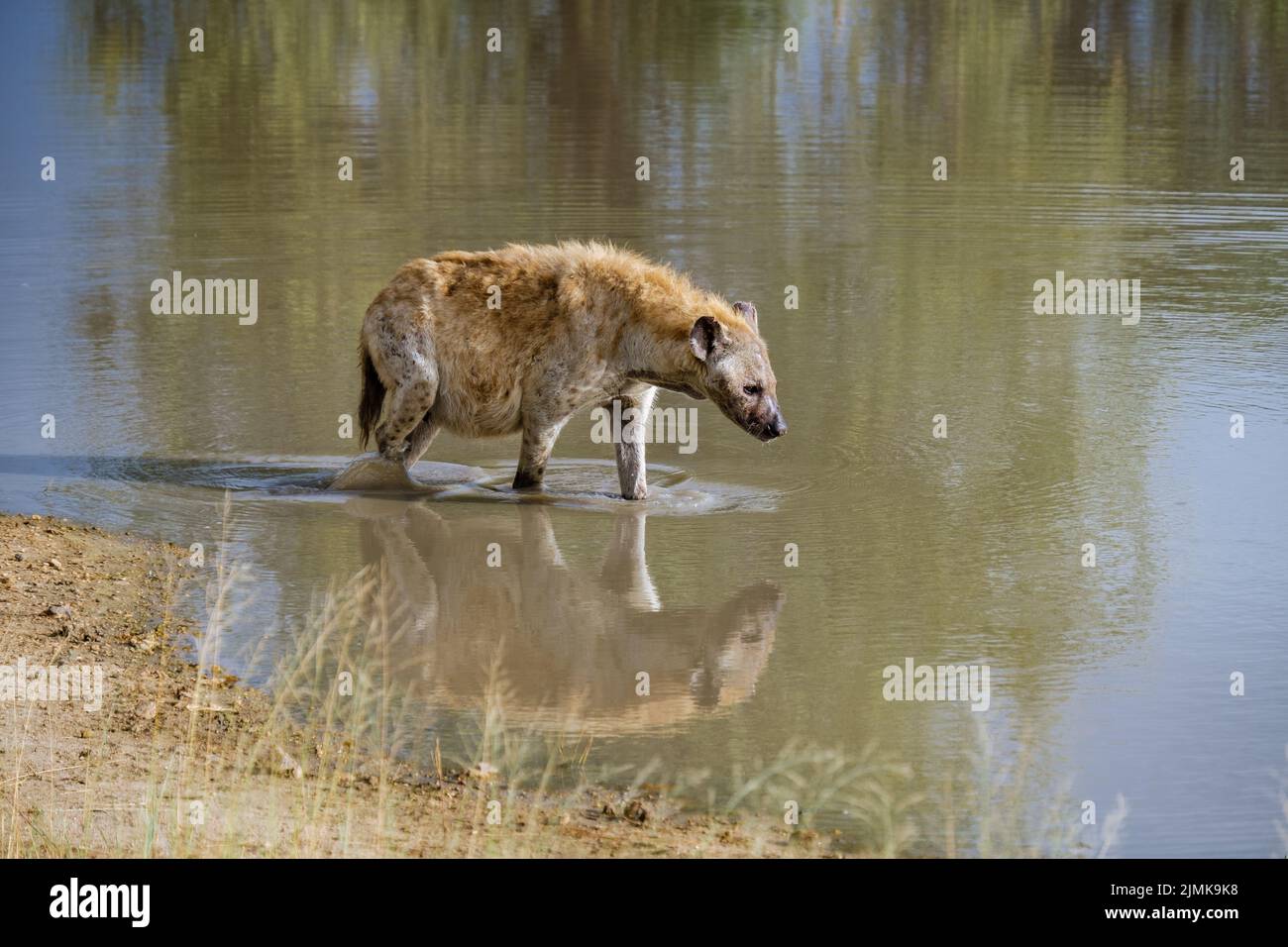Enceinte Hyena, jeune hyena dans le parc national Kruger Afrique du Sud, famille Hyena en Afrique du Sud Banque D'Images