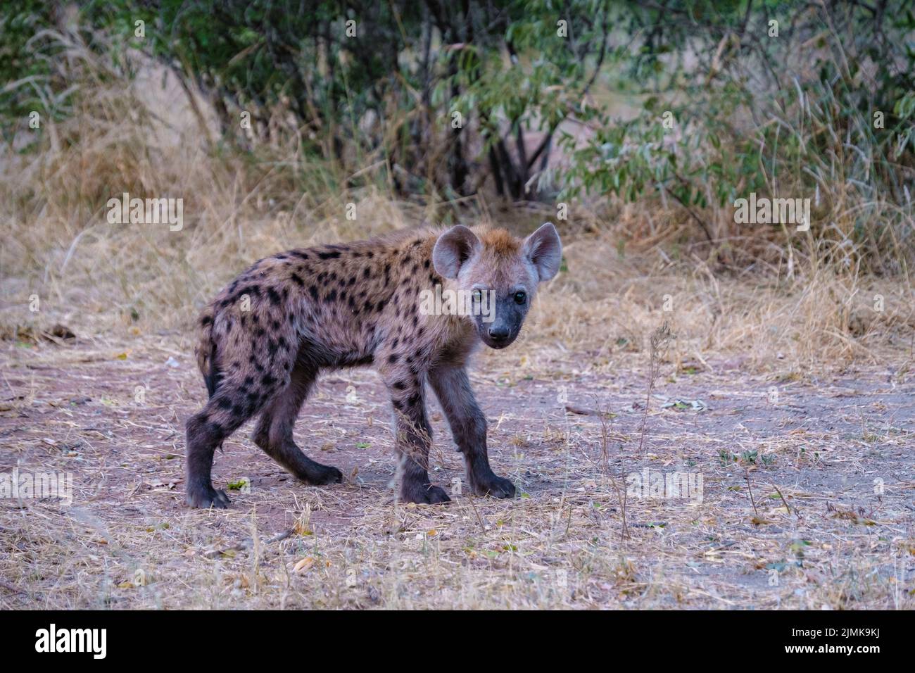 Jeune hyena dans le parc national Kruger Afrique du Sud, famille Hyena en Afrique du Sud Banque D'Images