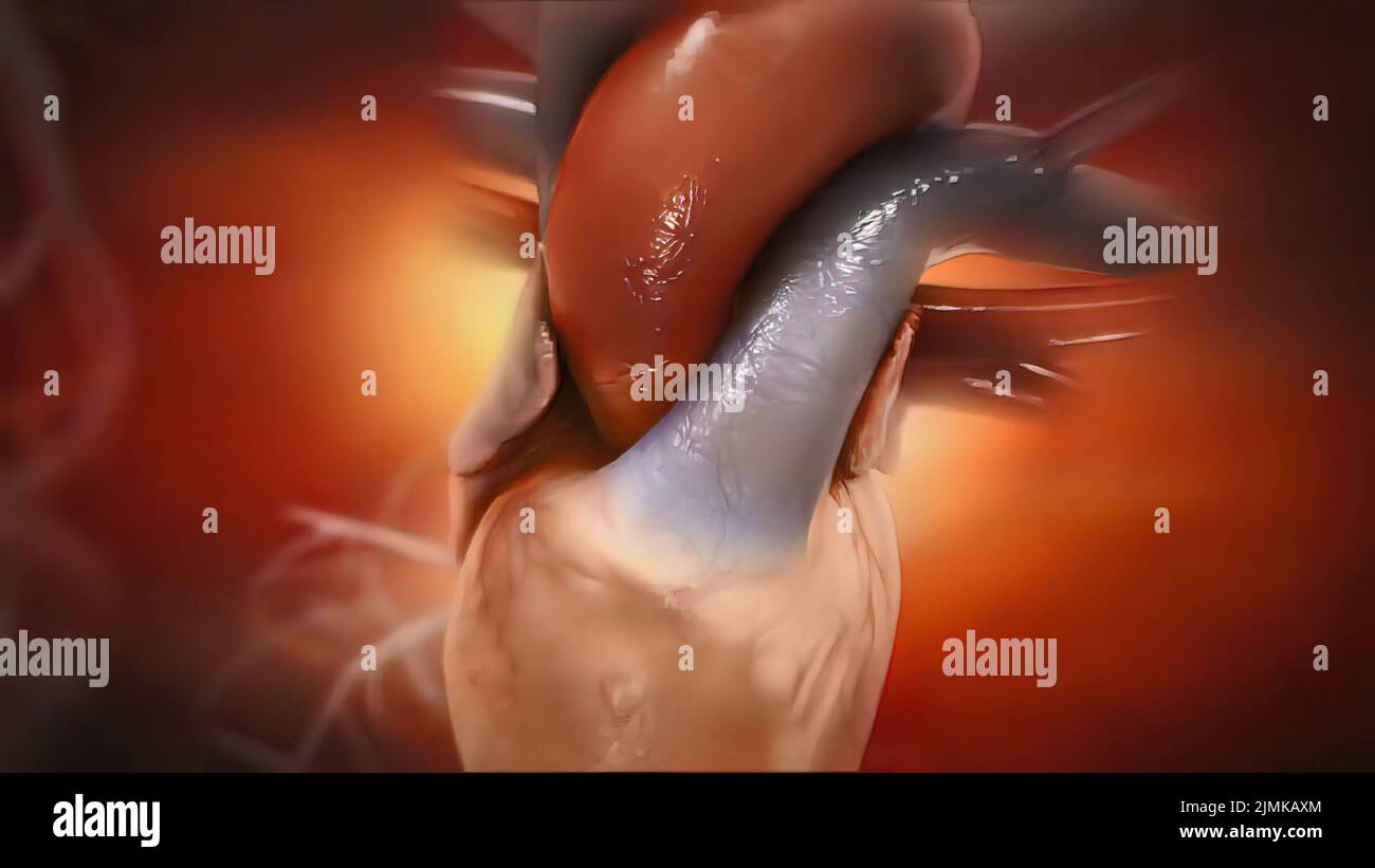 Anatomie et fonction des valves cardiaques Photo Stock Alamy