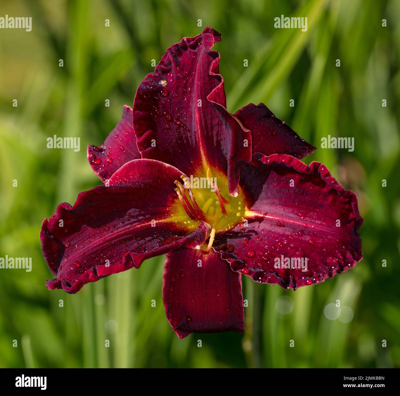 'Ed Murray' hémérocalle, Daglilja (Hemerocallis) Banque D'Images