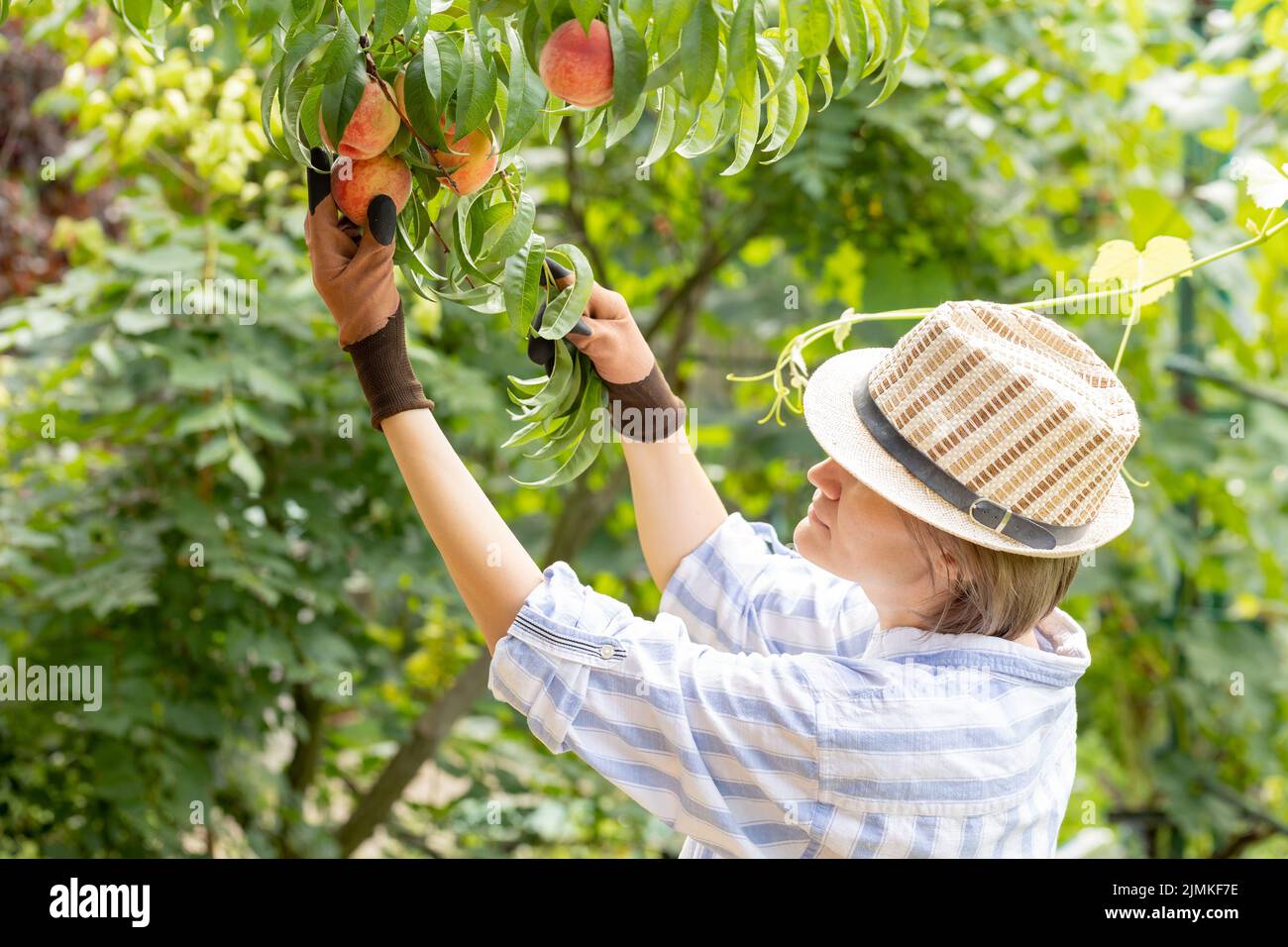agriculteur femme horticulteur cueillant des pêches de l'arbre dans le jardin Banque D'Images