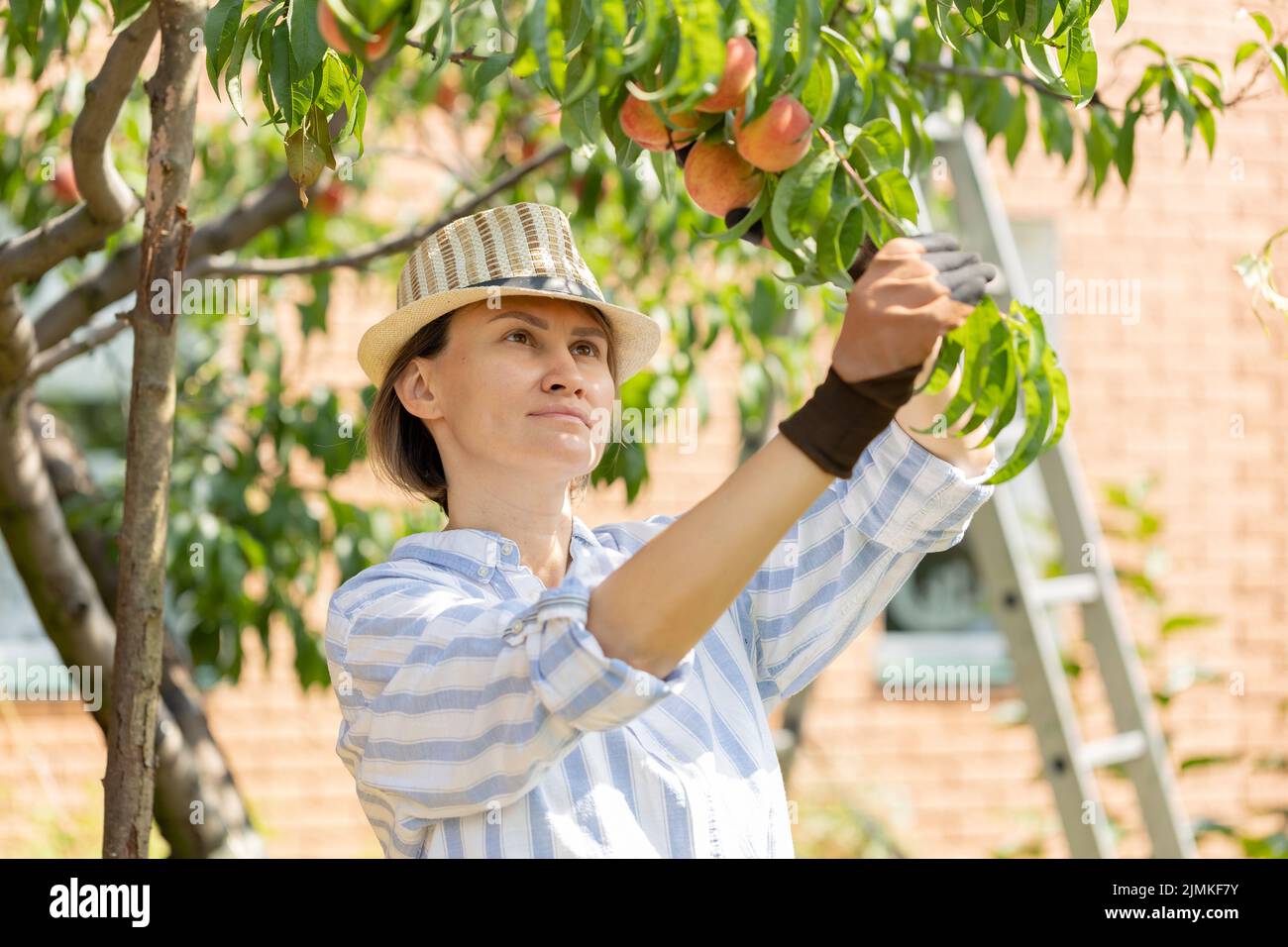 agriculteur femme horticulteur cueillant des pêches de l'arbre dans le jardin Banque D'Images