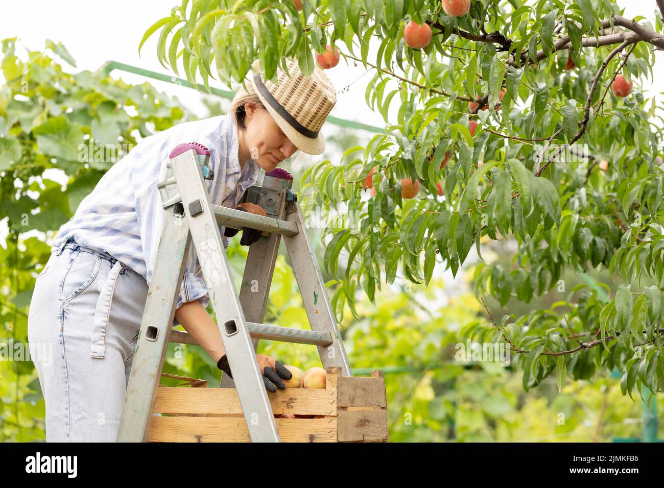 jeune femme agriculteur récolte des pêches de l'arbre dans le jardin. Une femme se tient sur une échelle et met des pêches dans une boîte. Concept d'agriculture Banque D'Images