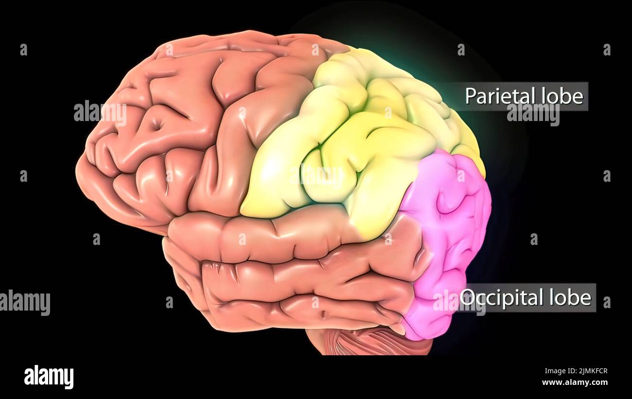 Acquisition Cérébrale Médicale Masculine Dans Le Cycle Lobe Temporal