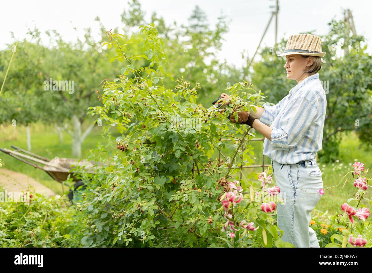 Concept d'entretien et de jardinage de fleur. Gros plan de la femme les mains avec les cisaillements de travailler dans le jardin. Arrêt de pulvérisation de fraisage jardinier consacré ou Banque D'Images