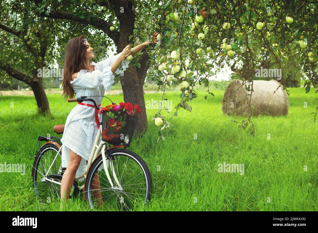 Femme sur le vélo est de cueillir des pommes fraîches de l'arbre dans le jardin du village Banque D'Images