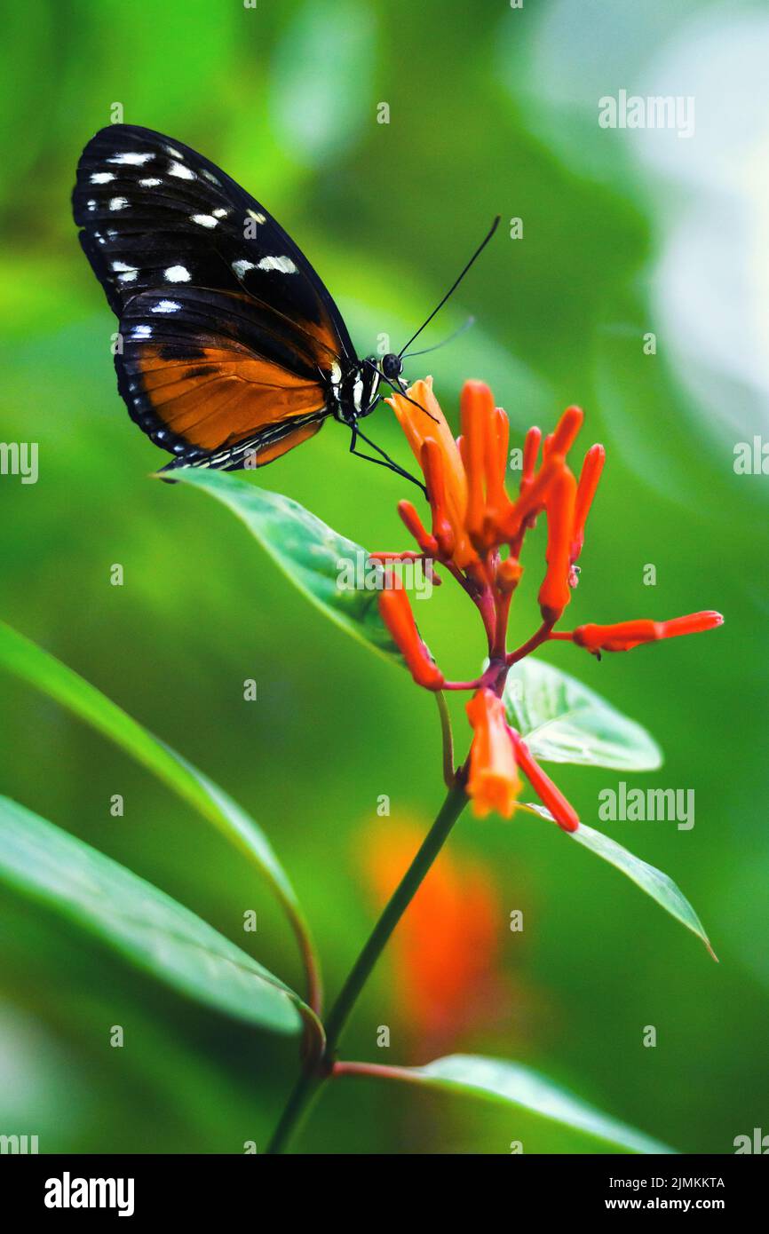 Magnifique papillon sur une fleur rouge Banque D'Images