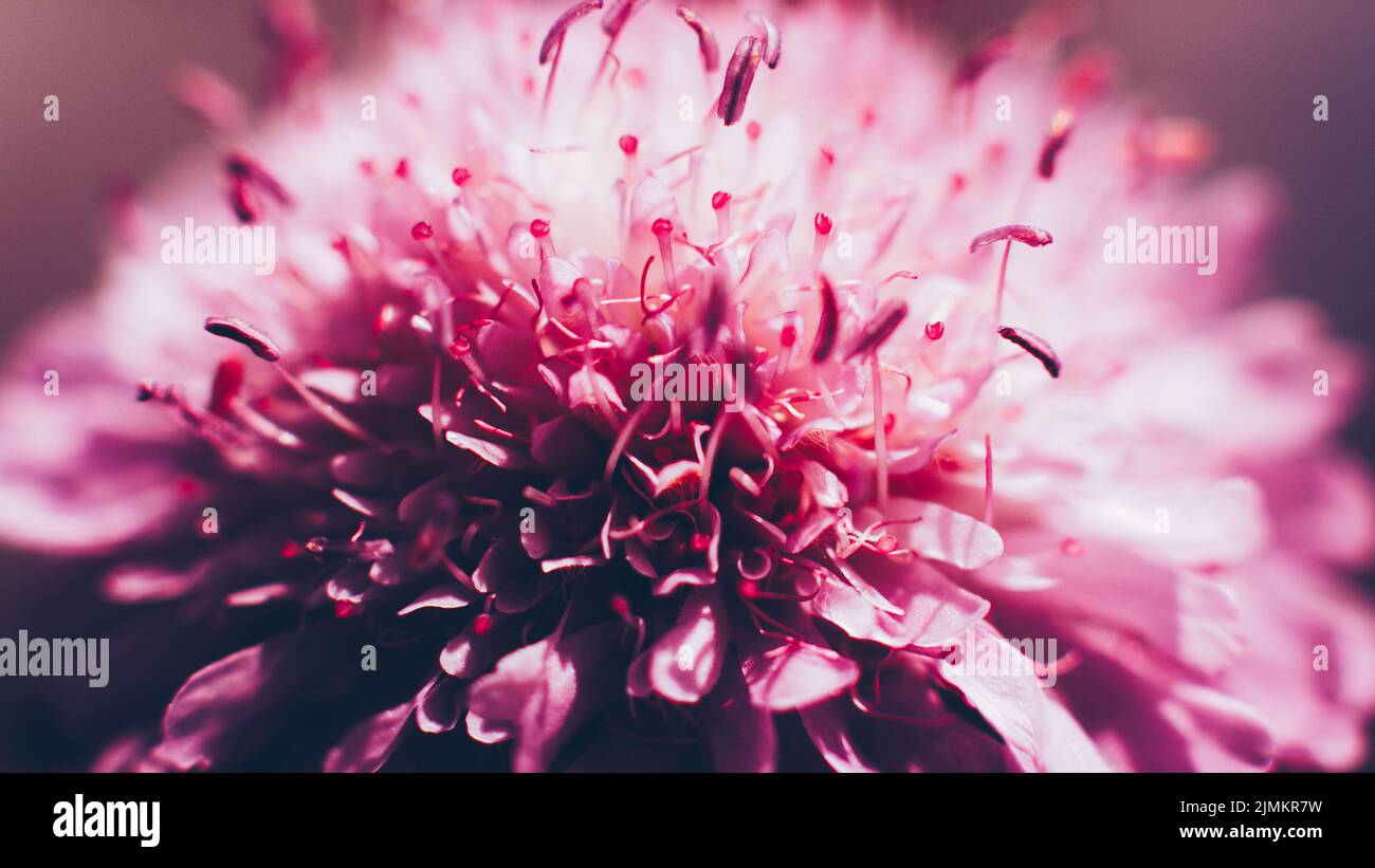 fleur rose fleur ouverte aster bourgeon pétales pistils Banque D'Images