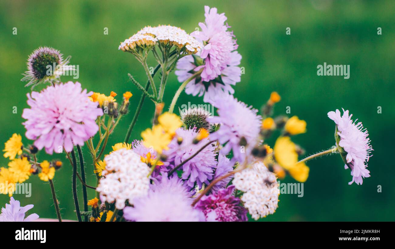 bouquet d'été décoratif jardin fleurs plantes Banque D'Images