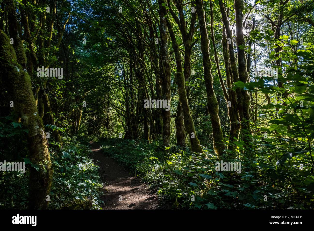 Une vue magnifique sur le paysage à Ike Kinswa SP, Washington Banque D'Images