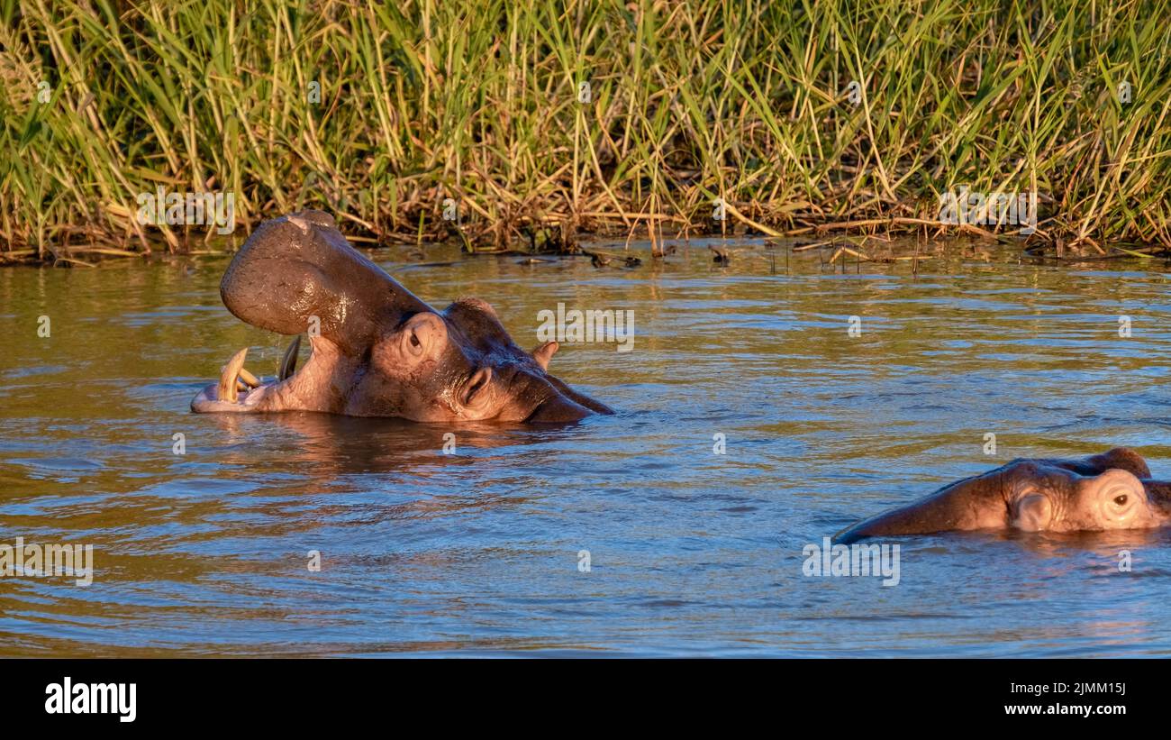 Un hippopotame est un animal semi-aquatique, assez commun dans les rivières et les lacs. Pendant la journée ils restent frais en restant dans le wat Banque D'Images