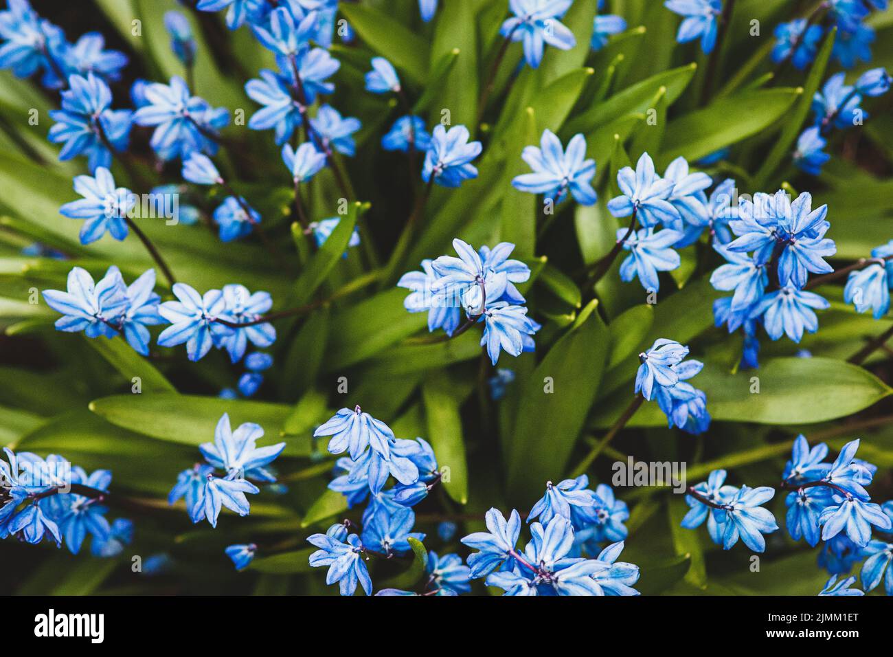 Fond floral de printemps de fleurs de cilla bleues (calmar sibérien, étoile de saphir, calmar de bois) qui fleurit en avril Banque D'Images