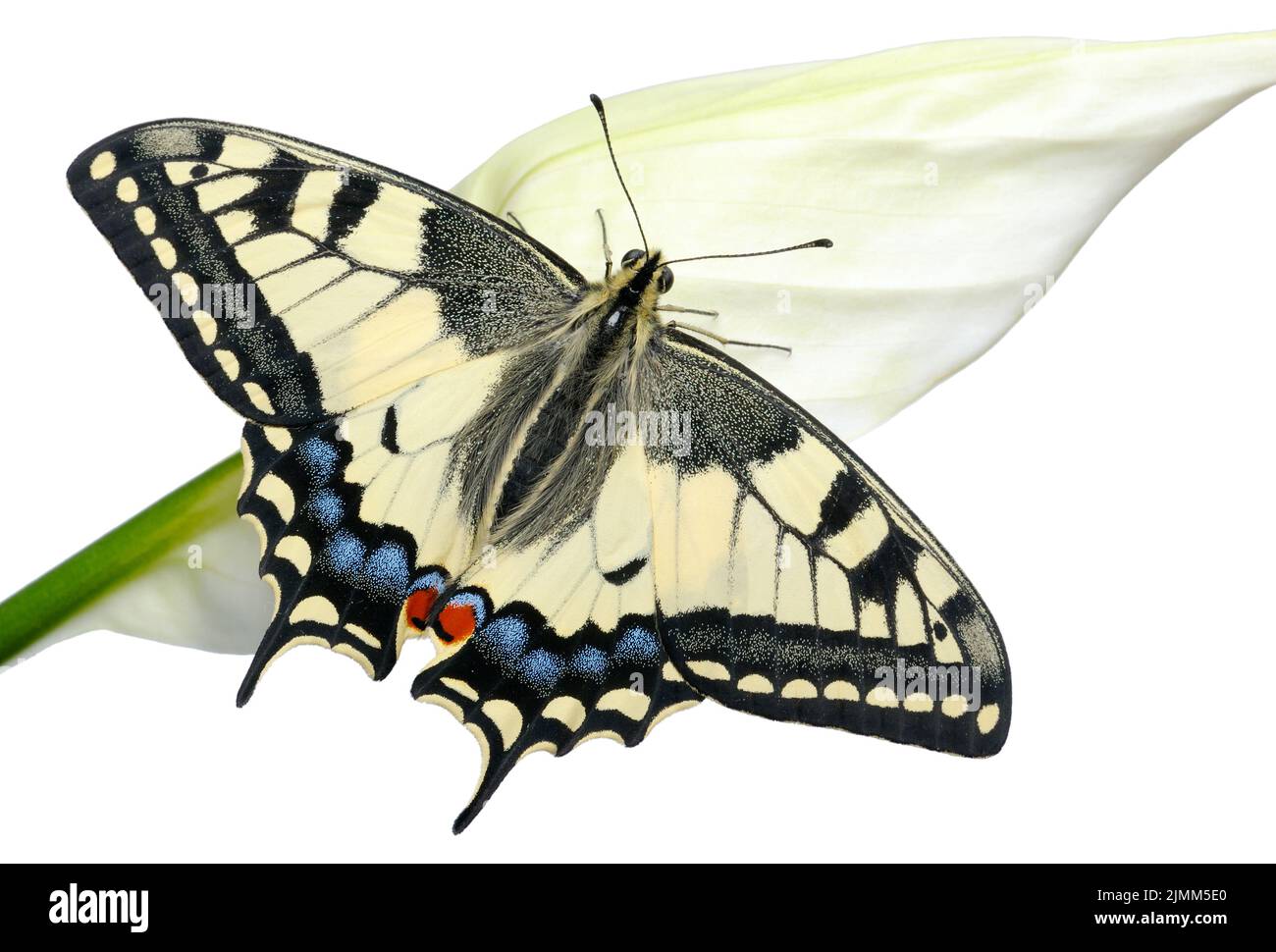 Grande queue d'allowtail de papillon lumineuse Banque D'Images