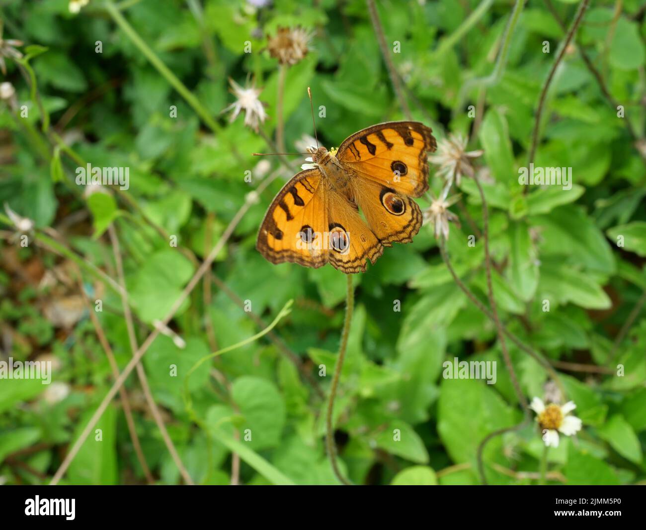 Le papillon Peacock Pansy ( Junonia almana ) cherche le nectar sur la fleur de l'aiguille espagnole dans le champ avec fond vert naturel Banque D'Images