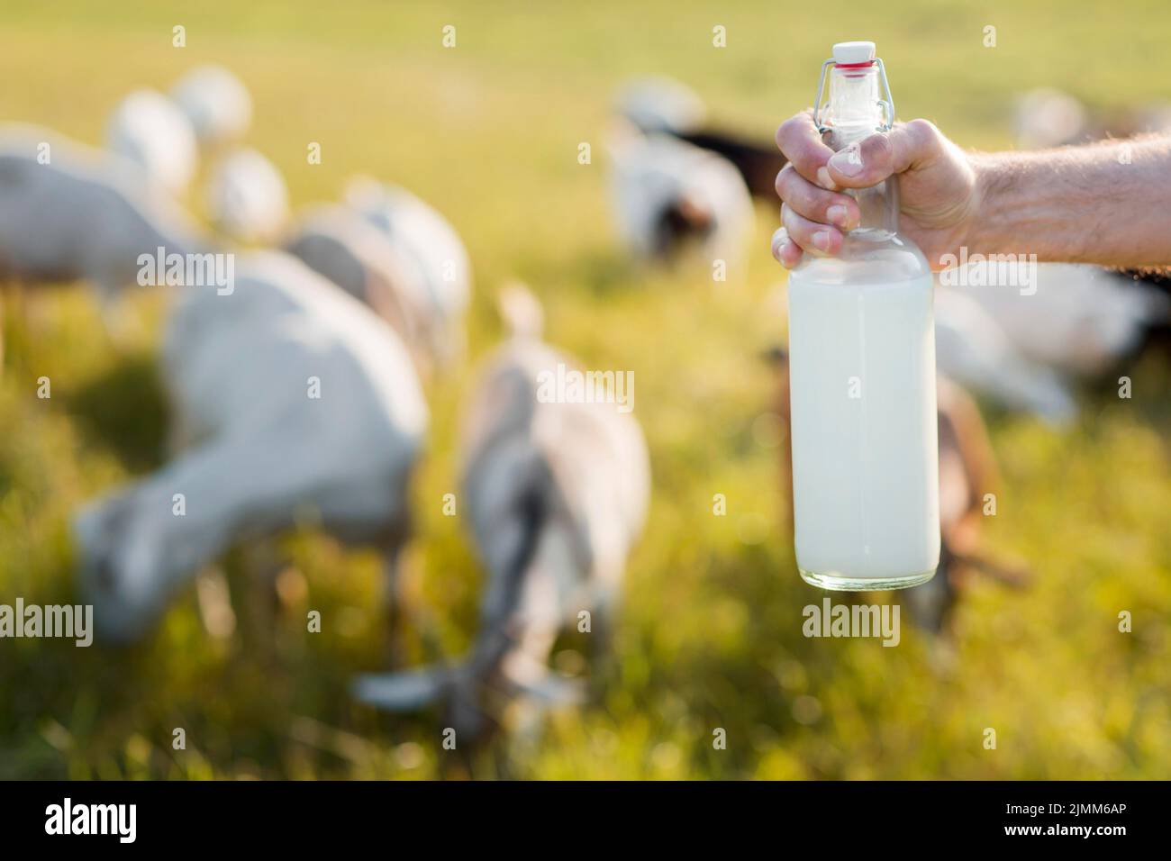Gros plan avec du lait de chèvre en bouteille Banque D'Images
