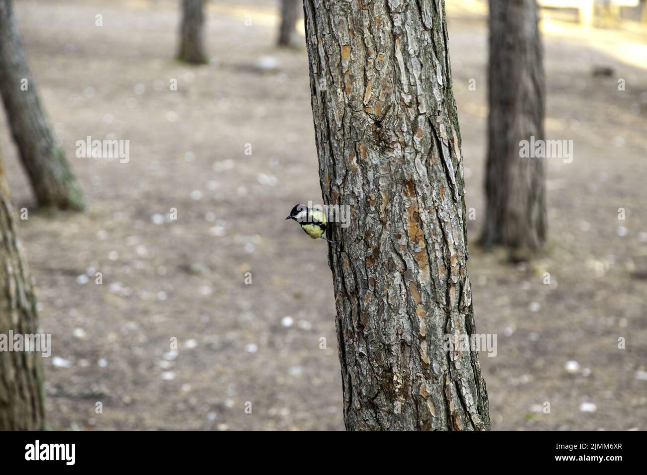 Détail d'oiseau sauvage exotique dans une forêt dans la nature Banque D'Images