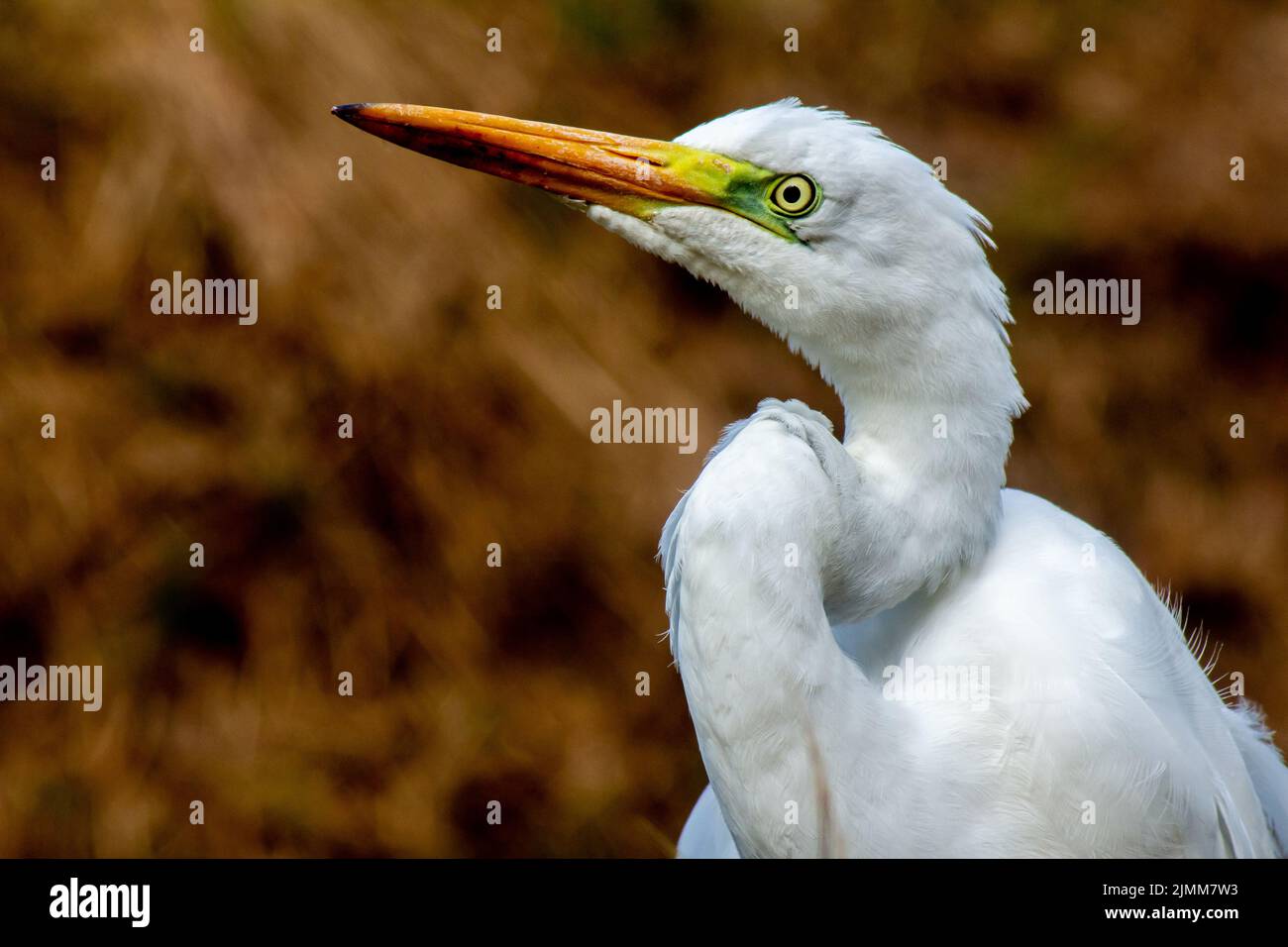 grand portrait en gros plan d'oiseau aigrette Banque D'Images