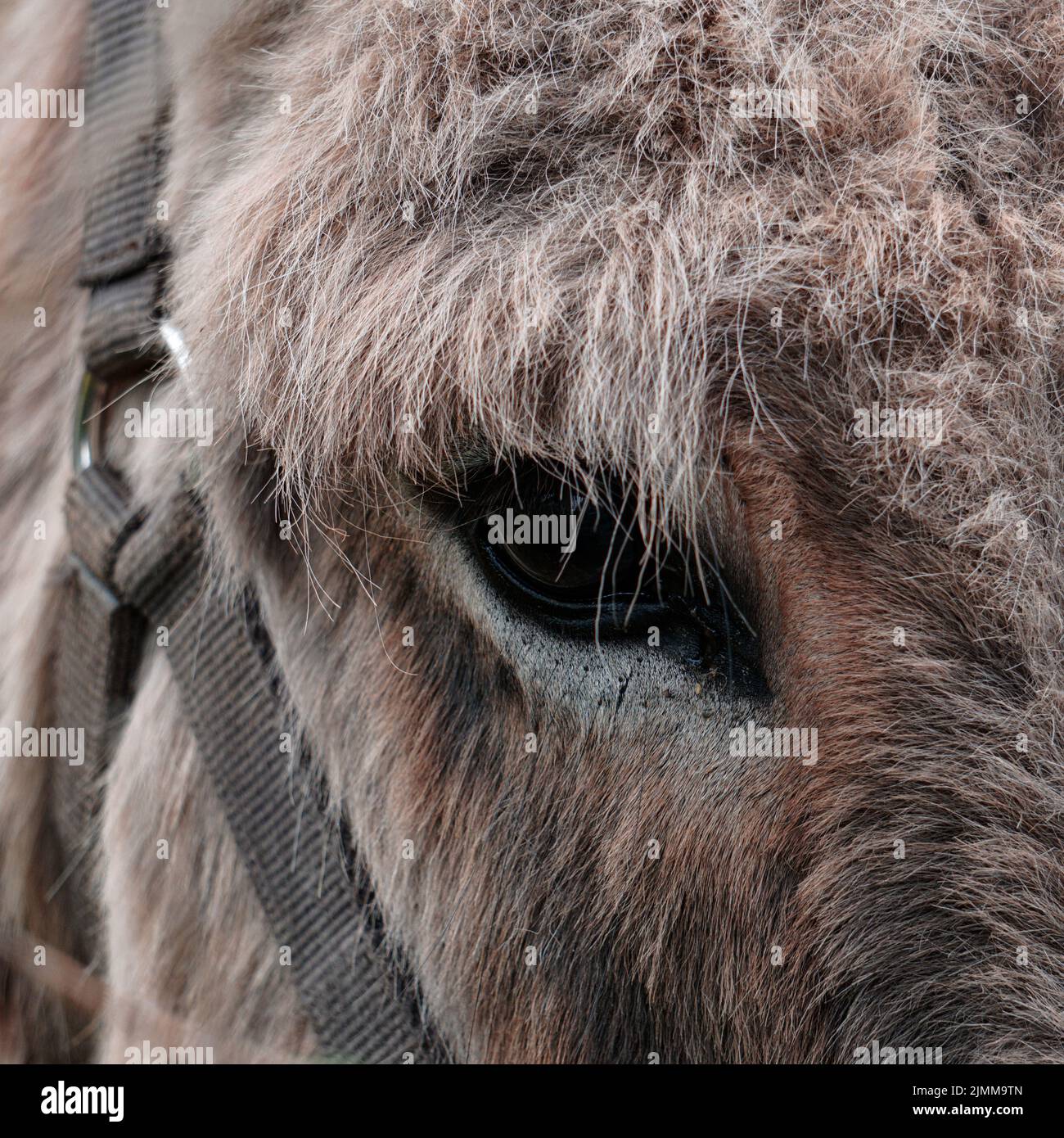 portrait âne dans la prairie, thèmes animaux Banque D'Images
