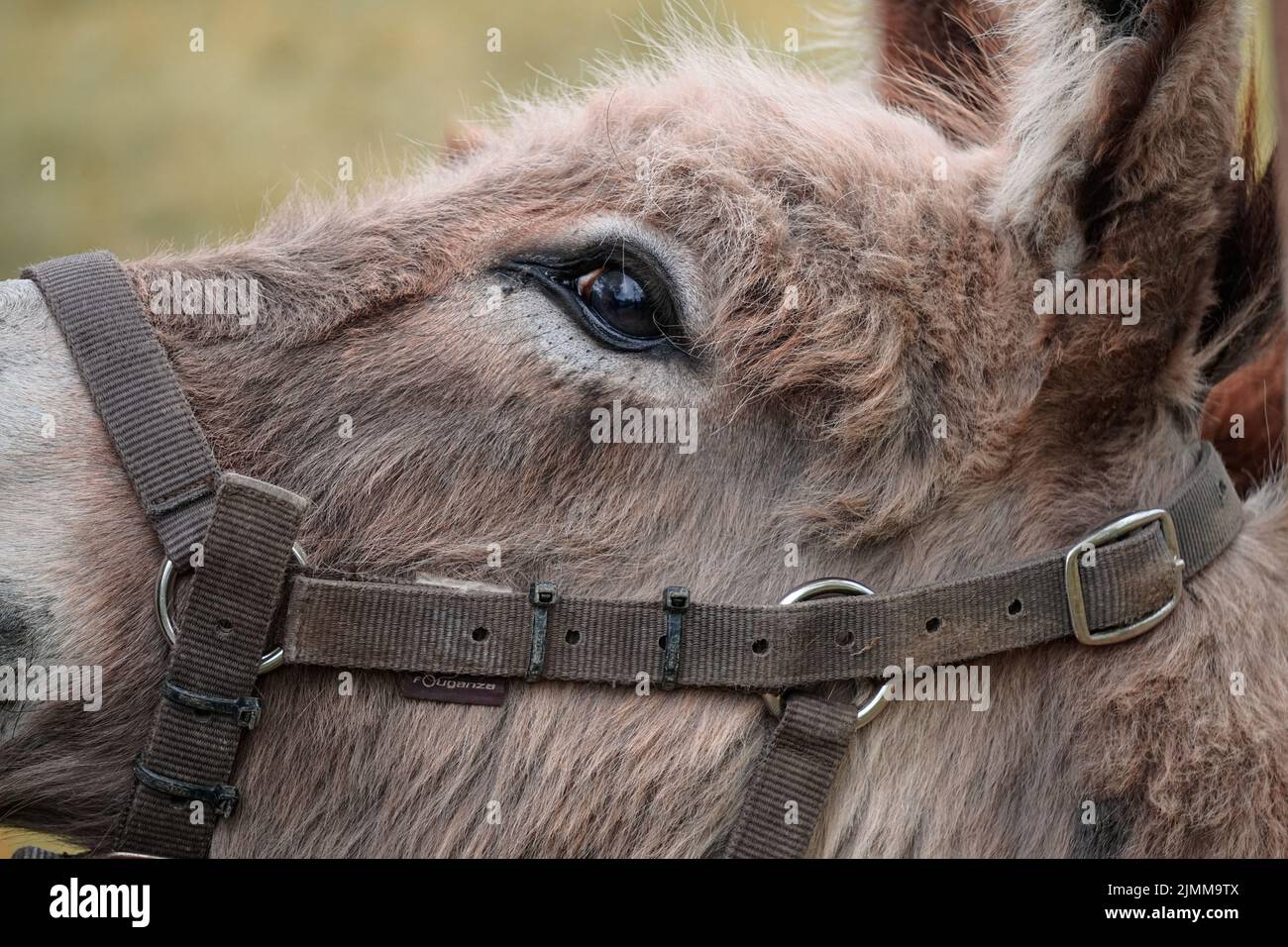 portrait âne dans la prairie, thèmes animaux Banque D'Images