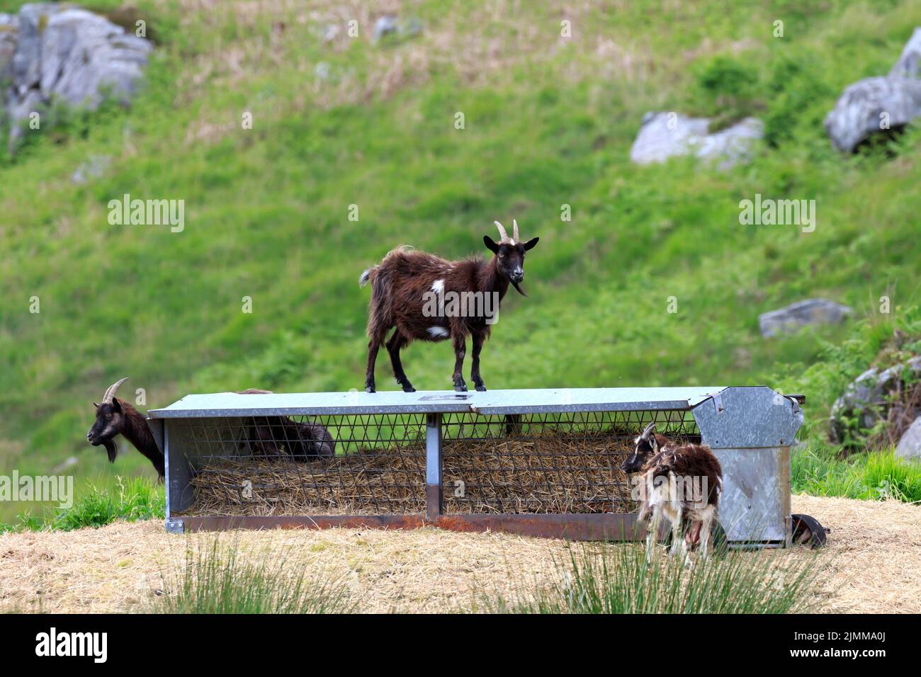 Goat sauvage debout au-dessus d'une gouttière d'alimentation d'animaux regardant la caméra Banque D'Images