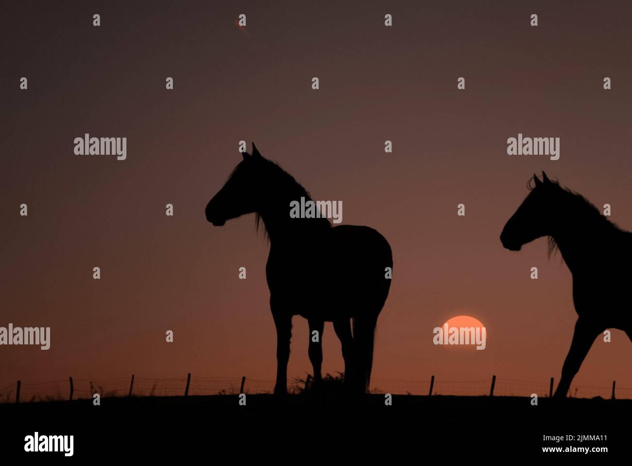 silhouette de cheval avec un magnifique coucher de soleil sur fond Banque D'Images