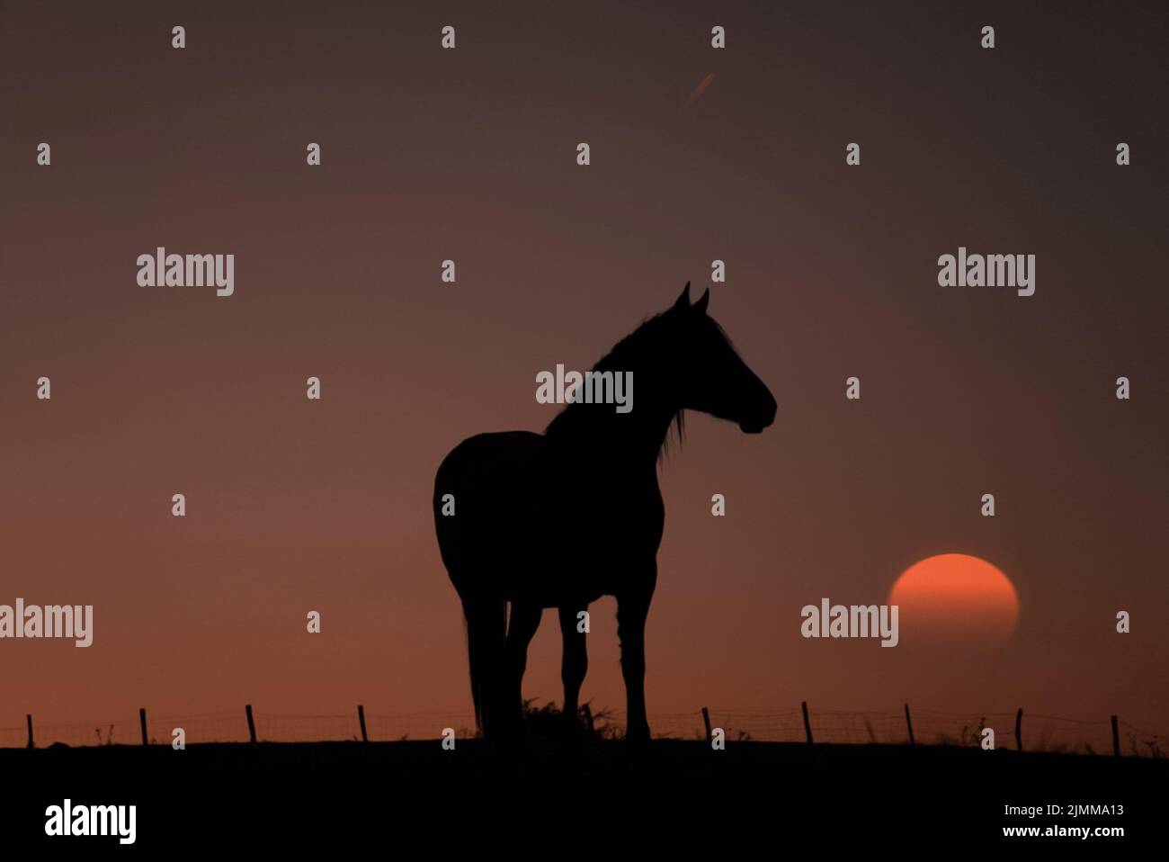 silhouette de cheval avec un magnifique coucher de soleil sur fond Banque D'Images
