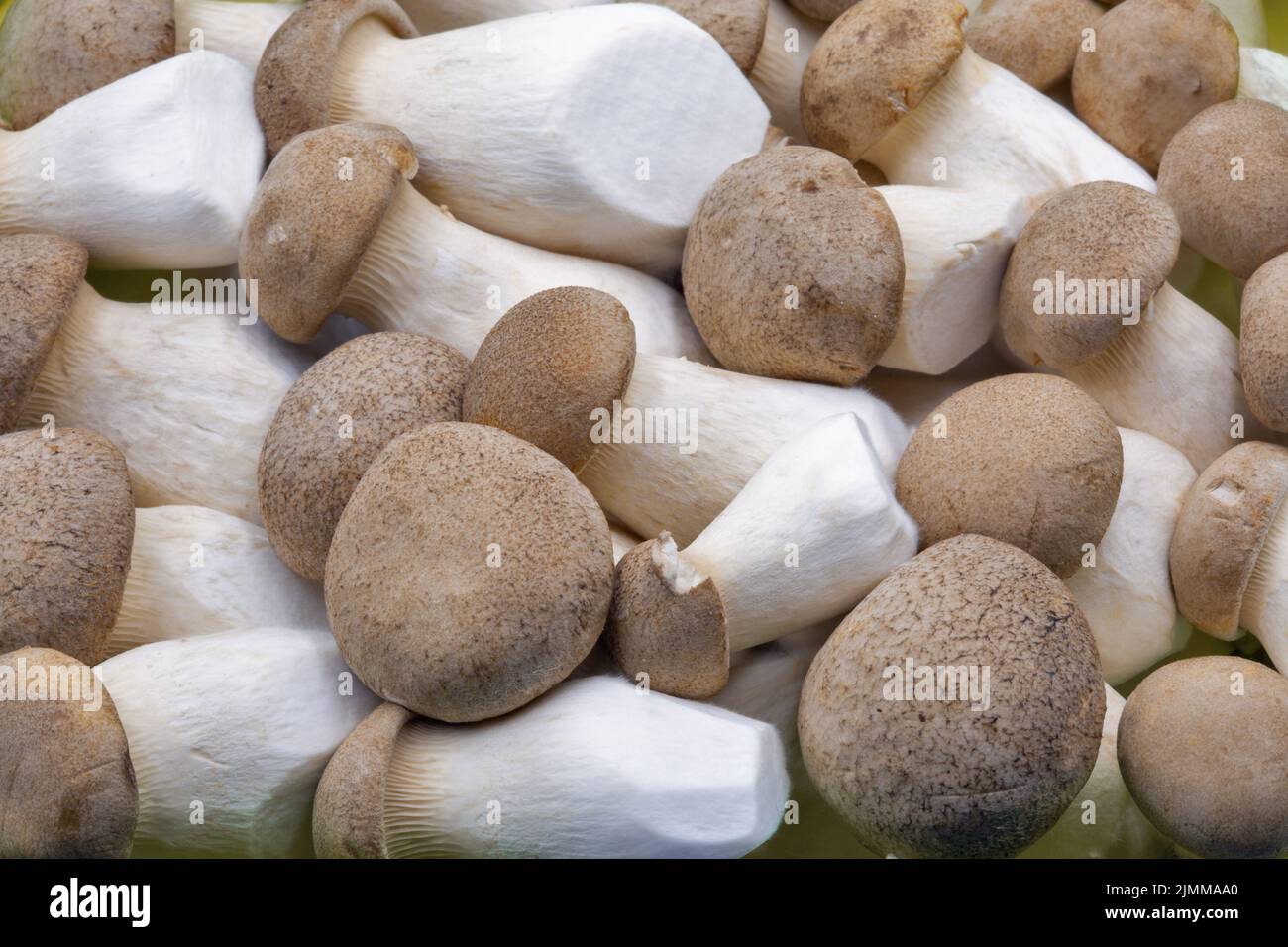 King brown mushroom Banque de photographies et d’images à haute