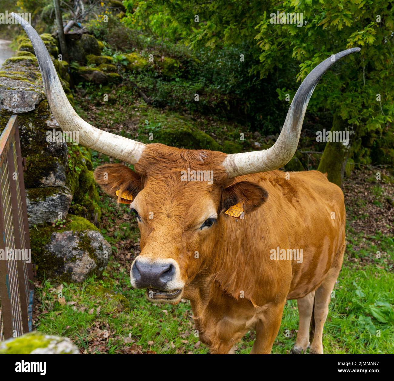 Xertelo Banque D'Images