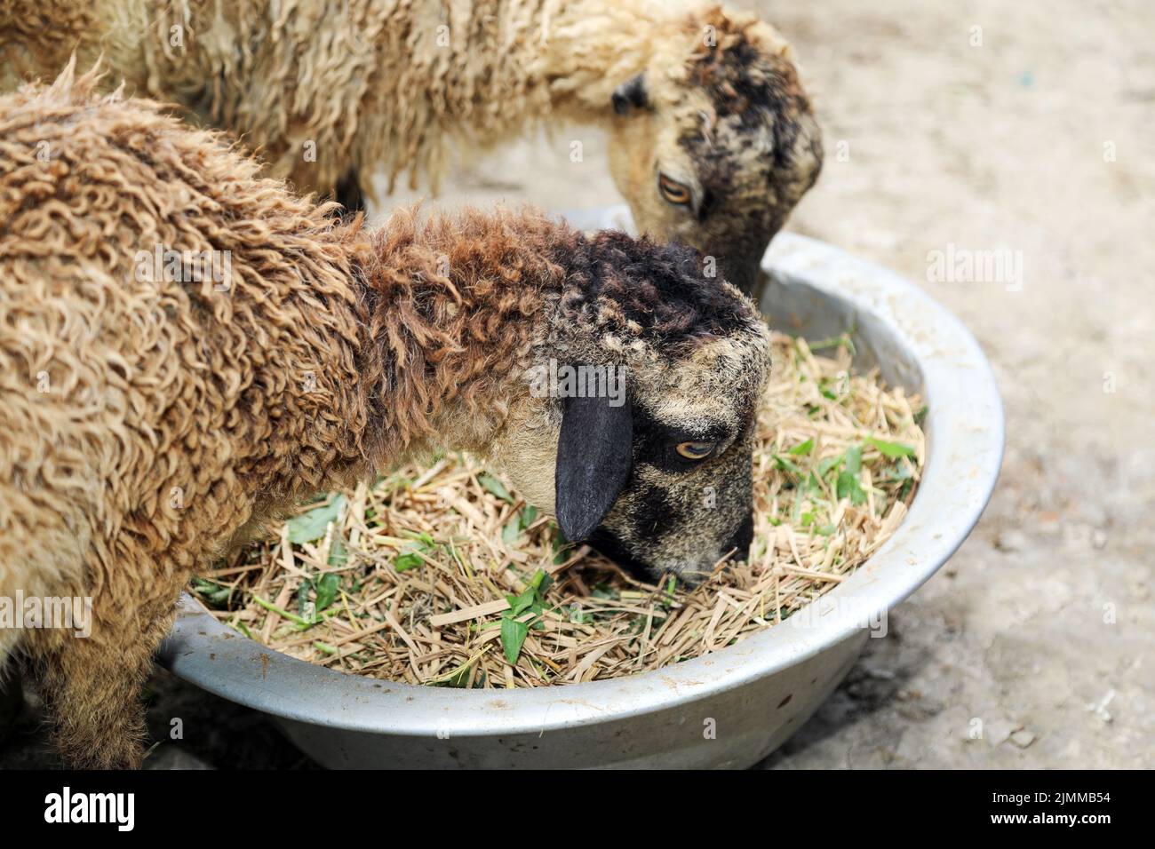 Moutons mangeant de la paille et des feuilles vertes mélangées dans un bol comme une formule d'alimentation biologique pour l'engraissement des moutons. Deux moutons se nourrissent maison en milieu rural. Banque D'Images