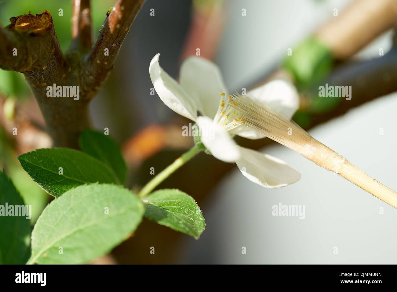 Pollinisation artificielle de la fleur de la pomme bonsai avec un pinceau Banque D'Images