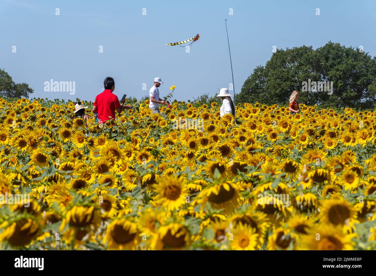 Champ de tournesols en août ou en été avec des personnes cueillant des fleurs, Hampshire, Angleterre, Royaume-Uni Banque D'Images